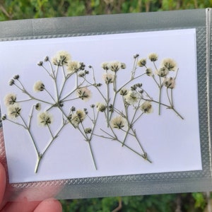 Fleurs pressées, vraie fleur de gypsophile, fournitures d'artisanat, fleurs séchées pour l'art