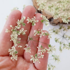 Fleurs pressées, dentelle Queen Ann, carotte sauvage, fleurs séchées pour bricolage, fleur blanche pour résine