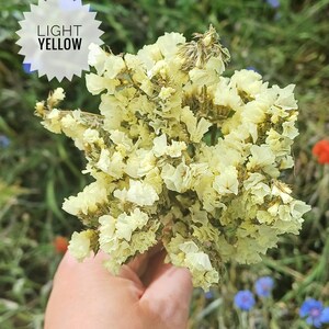 May include: A bouquet of dried light yellow flowers. The flowers are delicate and have a soft, feathery texture.