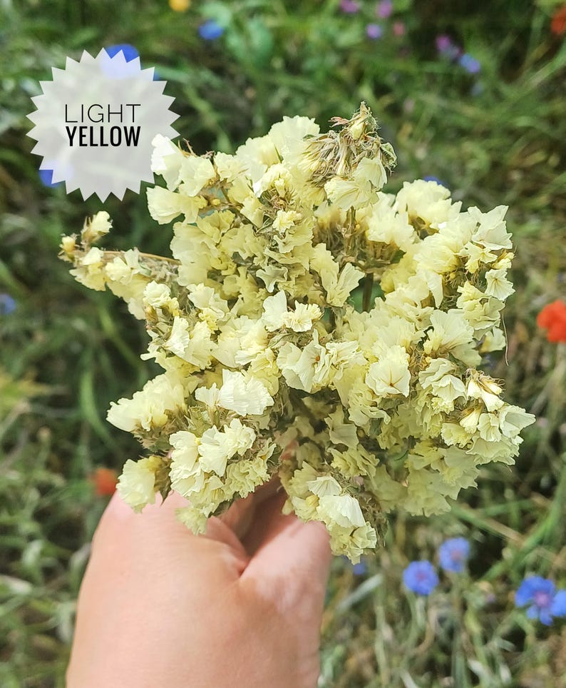 May include: A bouquet of dried light yellow flowers. The flowers are delicate and have a soft, feathery texture.