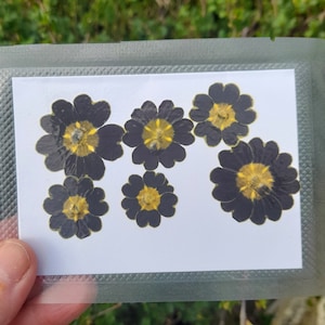 Pressed flowers , real primrose, craft supplies, dried flowers