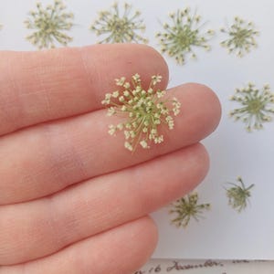 Fleurs pressées, cure-dents, visnaga daucoides, fleurs en dentelle, charge en résine, fournitures d'artisanat, fleurs séchées pour l'artisanat