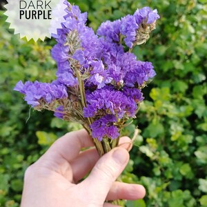 May include: A bouquet of dried statice flowers in shades of dark purple. The flowers are held in a hand against a green background.