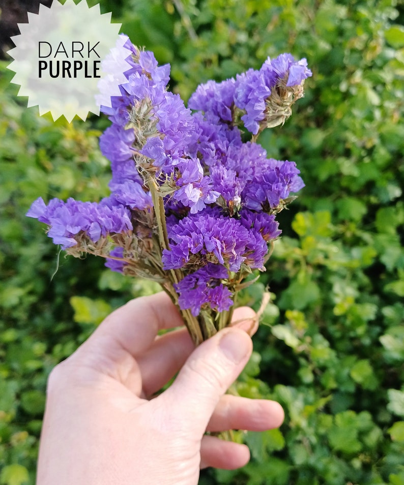 May include: A bouquet of dried statice flowers in shades of dark purple. The flowers are held in a hand against a green background.