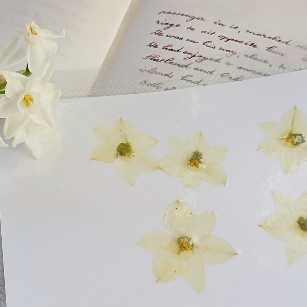 White narcissus, Small daffodils, pressed flowers , real dried flowers, resin making, craft supplies