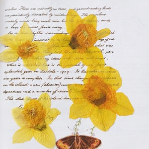 4 jonquilles pressées, fleurs séchées, fabrication de résine, fournitures d'artisanat, art botanique