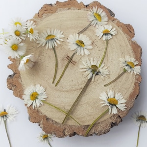 Marguerite pressée avec tige, fleurs séchées, fabrication de résine, fournitures d'artisanat pour la fabrication de cartes