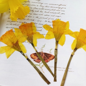 Jonquilles pressées, fleurs séchées, fabrication de résine, fournitures d'artisanat, art botanique