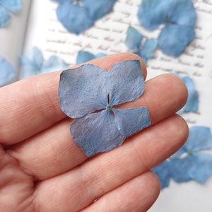 Hortensia bleu pressé, vraies fleurs séchées, fleurs pressées pour l'artisanat, journal, fabrication de cartes, charge en résine, fournitures d'artisanat,