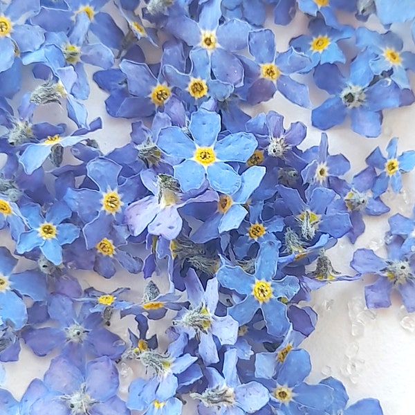 20 pressed forget me not, real dried flowers for craft, blue flower for resin, craft supplies