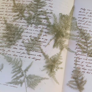 Feuilles de fougère d'asperge, feuilles pressées, fleurs séchées, fabrication de bougies, charge en résine, fournitures d'artisanat