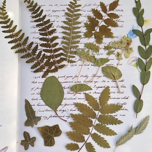 Feuilles pressées, mélange de feuilles, fournitures créatives, vraies feuilles, fabrication de résine