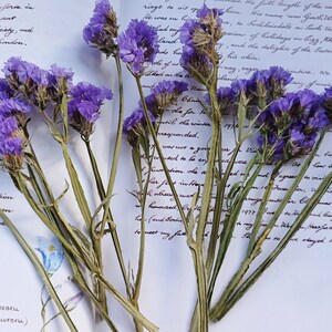 May include: A bouquet of dried purple statice flowers with green stems arranged on a white page with handwritten text. The text includes the words "Harebell (Scattish Bluebell)".
