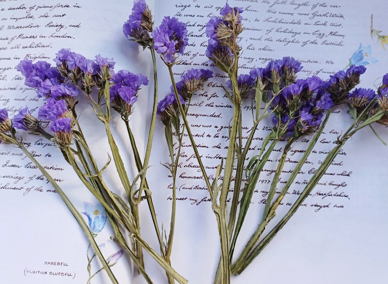 May include: A bouquet of dried purple statice flowers with green stems arranged on a white page with handwritten text. The text includes the words "Harebell (Scattish Bluebell)".