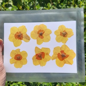 Petites jonquilles, fleurs pressées, vraies fleurs séchées, fabrication de résine, fournitures créatives