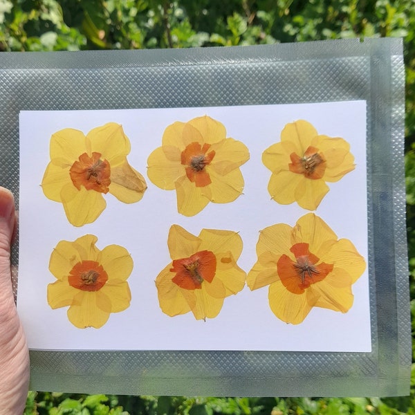 Small daffodils, pressed flowers , real dried flowers, resin making, craft supplies