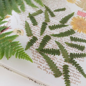 Fern leaves, pressed leaves, craft supplies, real leaves , Resin filler, dried flowers