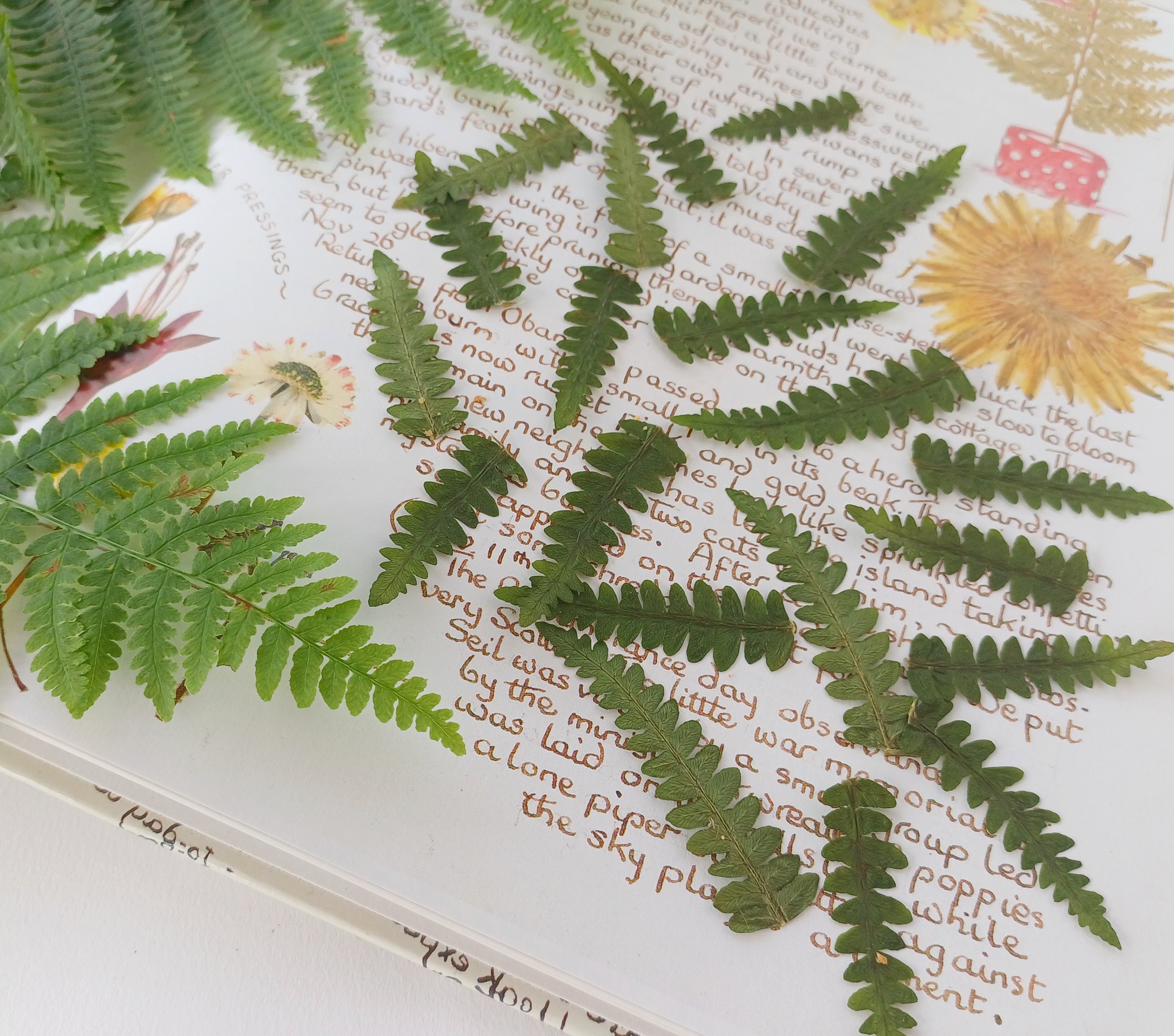 Vellum Dried Pink Flowers and Greenery Stickers, White Flowers, Ferns,  Leaves, Junk Journals, Scrapbooking, Card Making, NO Fussy Cutting 