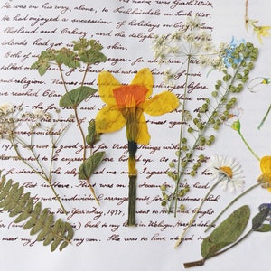 Fleurs séchées en vrac, fleurs pressées mélangées, vraie jonquille, charge en résine, fournitures d'artisanat