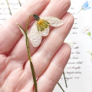 10 perce-neige pressés sur des tiges, fleurs blanches avec tiges, résine de remplissage, journal indésirable, fournitures d'artisanat, fleurs séchées pour l'art