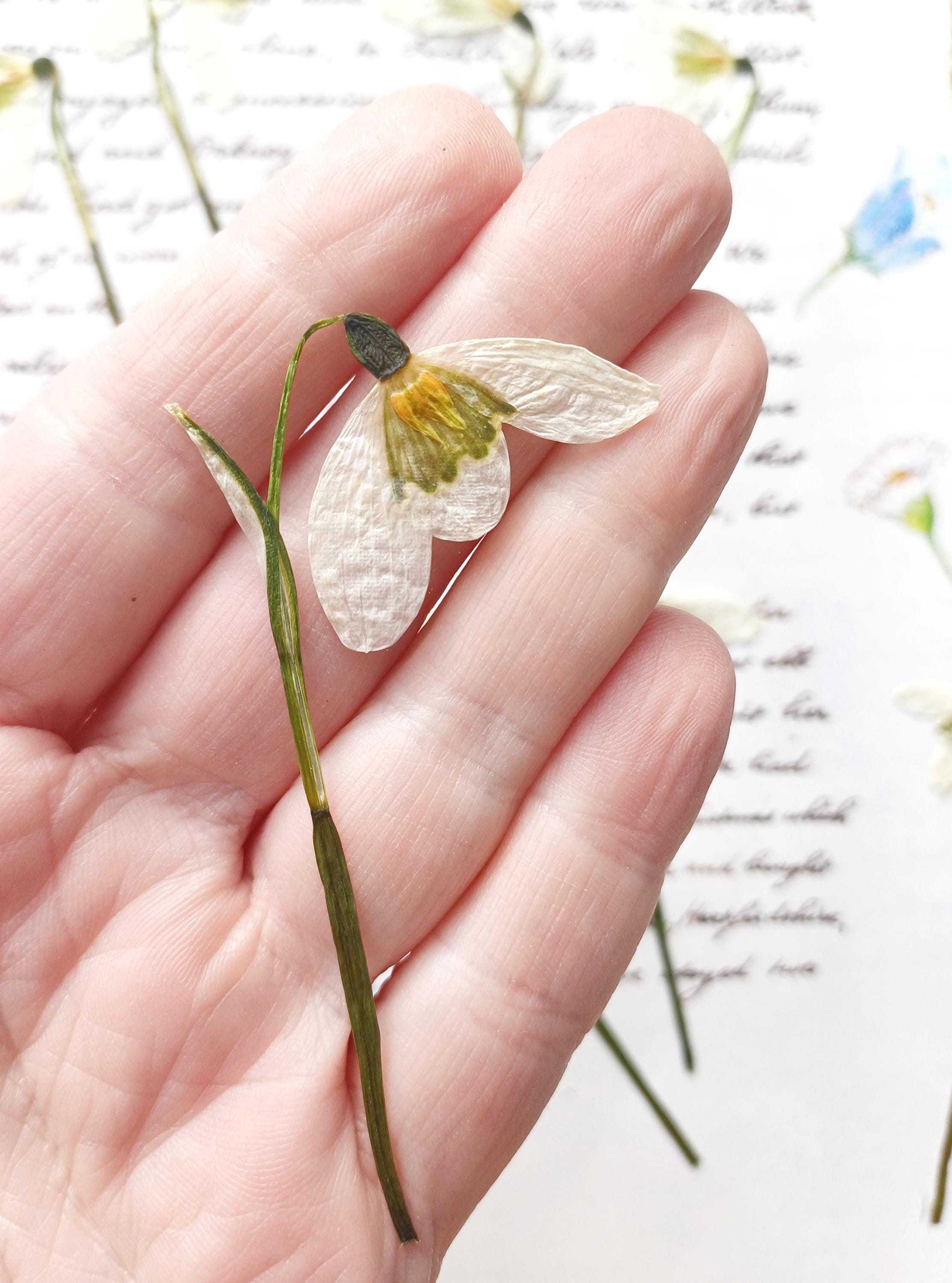 10 Pressed Snowdrops on Stalks, White Flowers With Stems, Resin 