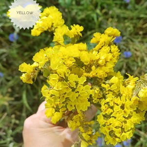 May include: A bouquet of bright yellow flowers with small, delicate petals. The flowers are held in a hand, with a green background of foliage.