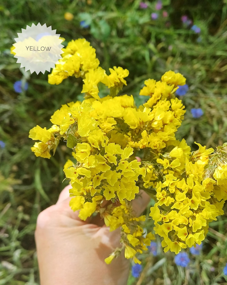 May include: A bouquet of bright yellow flowers with small, delicate petals. The flowers are held in a hand, with a green background of foliage.