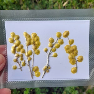 Fleurs de mimosa pressées, fleurs jaunes, fournitures créatives, vraies fleurs séchées