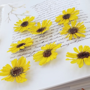 Fleurs pressées, grandes fleurs jaunes, tournesols miniatures, fleurs séchées naturelles, fournitures d'artisanat, fabrication de résine