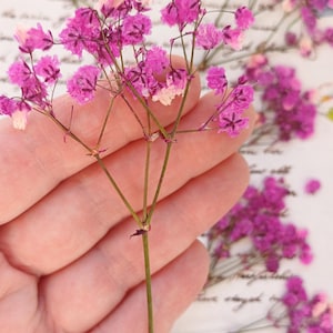 Fleurs pressées, gypsophile rose, gypsophilie, fournitures d'artisanat, fleurs séchées pour l'art