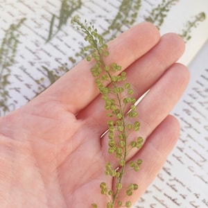 Lepidium - feuilles de dragon vert, feuilles pressées, fleurs séchées, fabrication de bougies, résine de remplissage, fournitures créatives