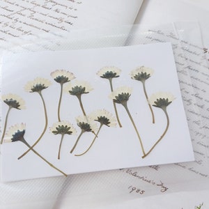 Pressed daisy with stem, dried flowers , resin making, craft supplies,  cake decor
