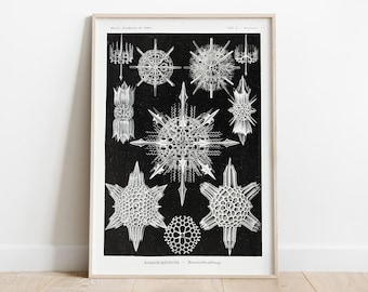 Microscopic Life Art, Scientific Illustration, Vintage Botanical Print, Ernst Haeckel