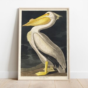 Pellicano bianco americano, John James Audubon, poster di uccelli d'epoca, stampa artistica di animali