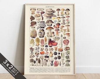 Adolphe Millot, Mushroom Chart Poster, Vintage Food Poster, Botanical Wall Art