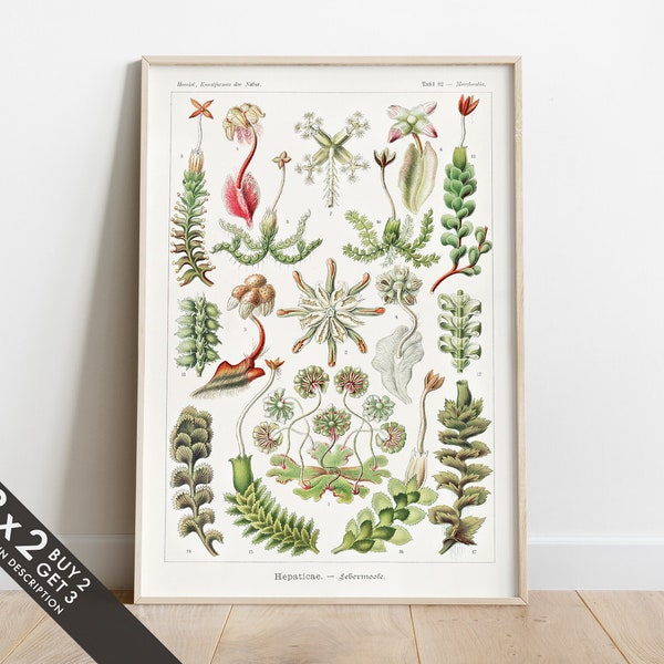 Vintage Botanical Print, Ernst Haeckel Decor, Retro Biology Chart, Plants Poster Print