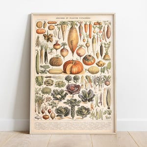 Vintage Gemüse Poster, Botanische Drucke, Gemüsegarten, Adolphe Millot