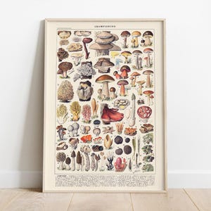 Adolphe Millot, póster de setas, póster de comida vintage, arte mural botánico