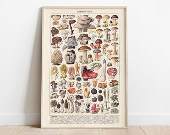 Adolphe Millot, Mushroom Chart Poster, Vintage Food Poster, Botanical Wall Art