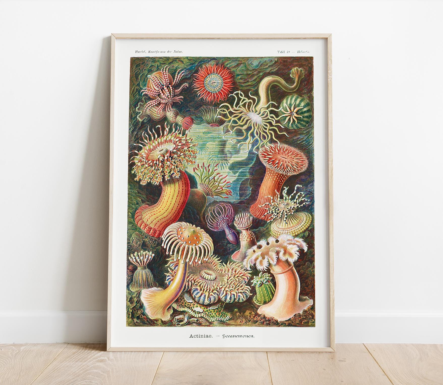 Sea Anemones Poster, Vintage Ocean Print, Ernst Haeckel Art, Marine Animal Illustration