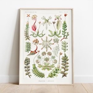 Vintage botanische print, Ernst Haeckel-decor, retrobiologiekaart, plantenposterprint