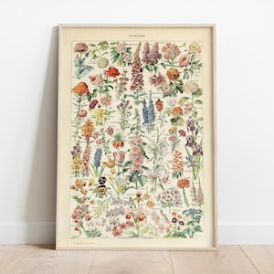 Bloemenkaart, Adolphe Millot-poster, botanische prenten, Larousse-afdruk