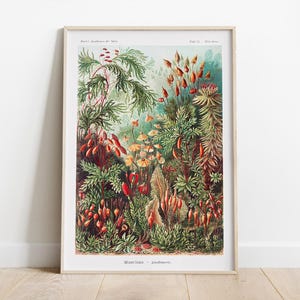 Botanical Landscape Poster, Ernst Haeckel Art, Biology Decor, Vintage Nature Poter