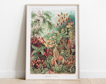 Botanical Landscape Poster, Ernst Haeckel Art, Biology Decor, Vintage Nature Poter