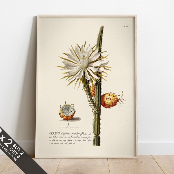 Dragon Fruit Illustration, Cereus Cacti Drawing, Christoph Jacob Trew, Vintage Cactus Flower, Botanical Biology Art