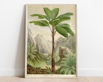 Verschaffeltia Splendida, Vintage Jungle Poster, Tropical Illustration, Vintage Colonial Decor