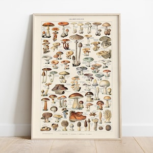 Poster paddenstoelenkaart, Adolphe Millot, vintage foodposter, botanische muurkunst