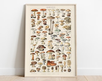 Mushroom Chart Poster, Adolphe Millot, Vintage Food Poster, Botanical Wall Art