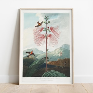 Duża kwitnąca roślina wrażliwa, Mimosa Pudica, plakat botaniczny, brytyjska sztuka kolonialna, wydruk artystyczny kwiatowy