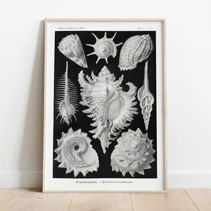 Op de afbeelding: Zwart-witte illustratie van verschillende schelpen, waaronder een kegelschelp, een murexschelp en een wulk. De illustratie heeft de titel "Prosobranchia - Peristomata - Selenodonta".